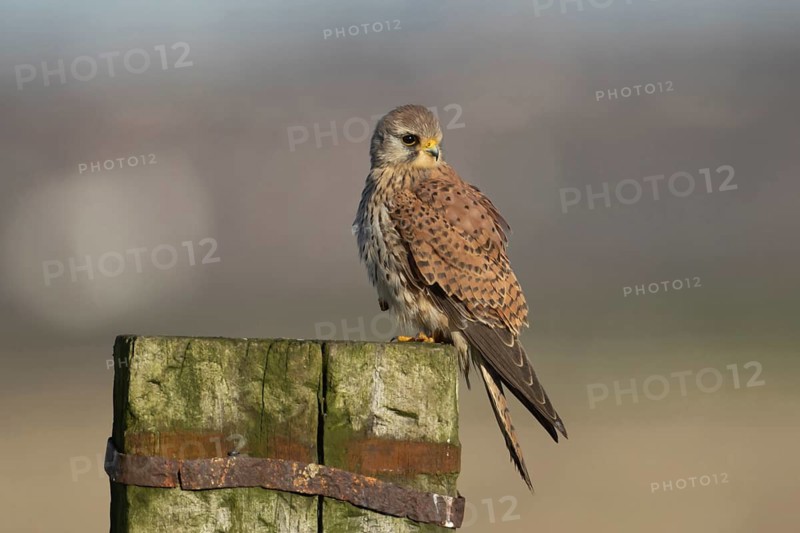 Common kestrel (Falco tinnunculus) adult falcon bird of prey on a fence post, England, United Kingdom