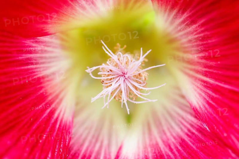 Flowering hollyhock, Germany