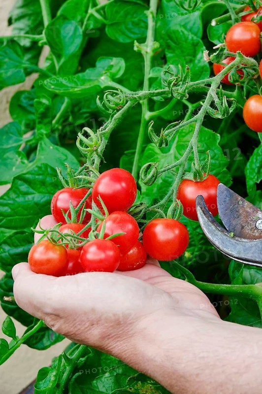 Cocktail tomatoes being harvested, August, Germany