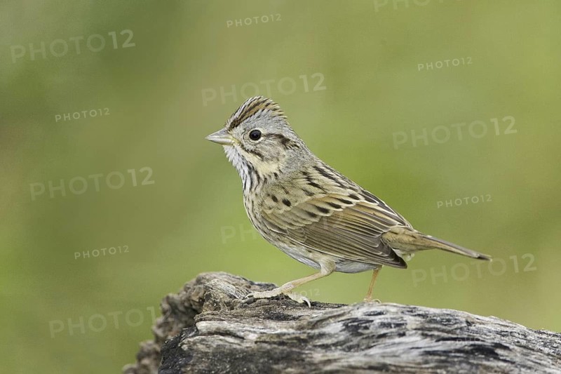Lincoln's Sparrow (Melospiza lincolnii), Texas, USA