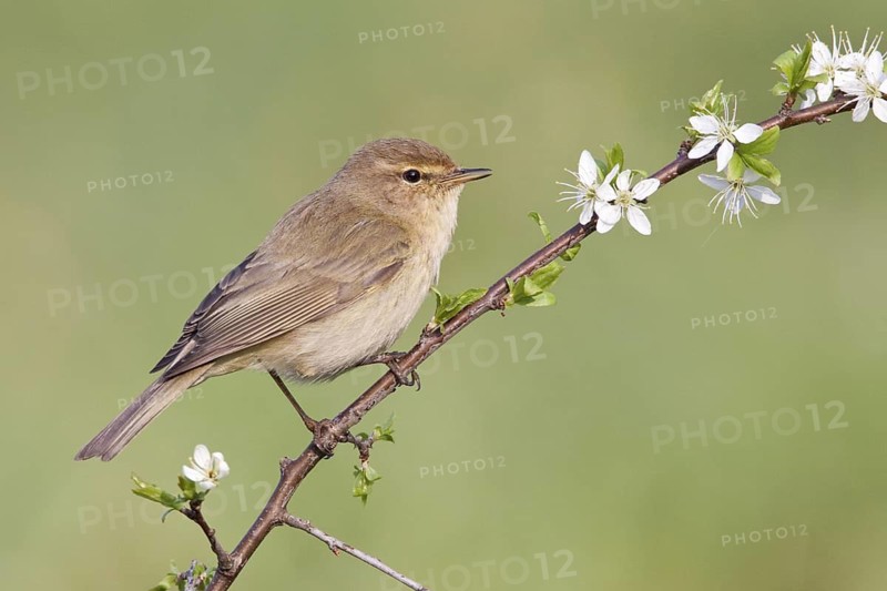 Common Chiffchaff (Phylloscopus collybita), St. Gallen, Switzerland