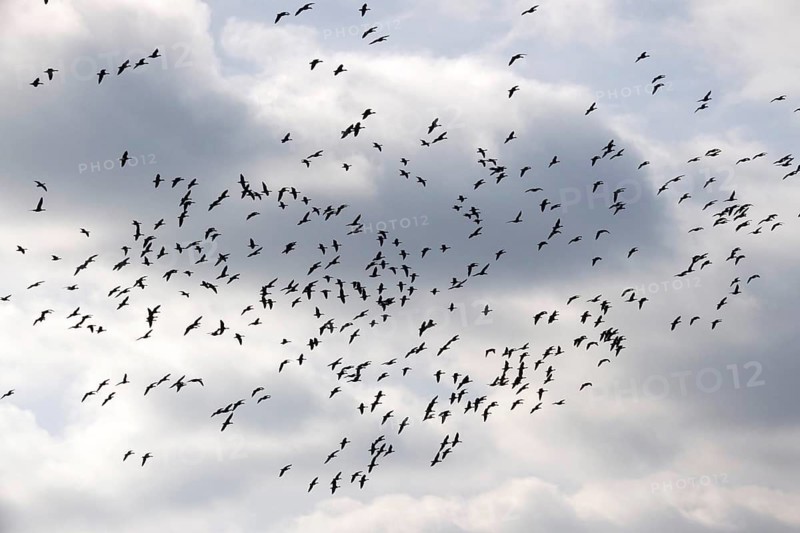 Wild geese in the sky, autumn, Saxony, Germany