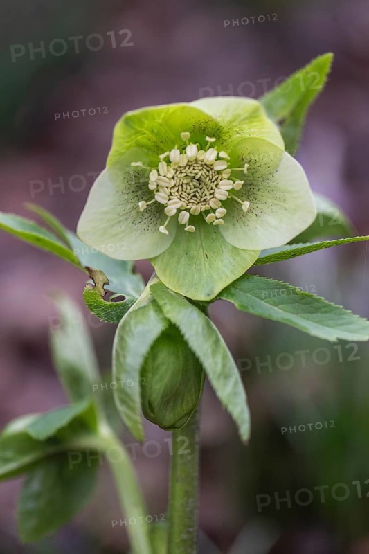 Lenzrose (Helleborus orientalis hybrid), Emsland, Lower Saxony, Germany