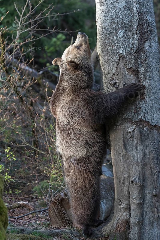 One adult female eurasian brown bear (Ursus arctos arctos) standing erected left of a tree with a spotlight on his body. Late light with some vegetation in the background