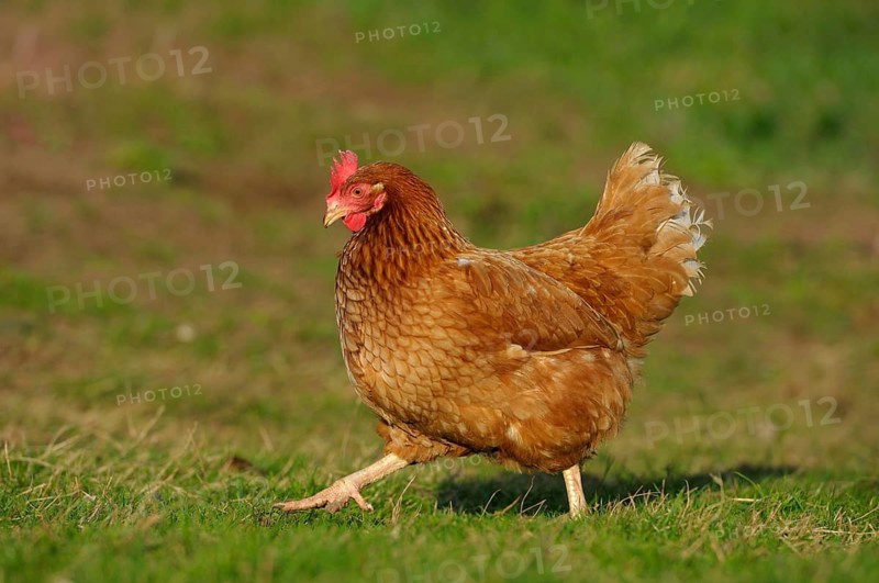 Brown hen with red comb running on a chicken yard, domestic chicken (Gallus gallus domesticus), Franconia