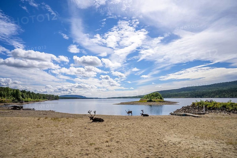 Panoramic view of reindeer (Rangifer tarandus) on the lakeshore with a small island and wide sky, Lofsdalen, Jämtlands län, Sweden