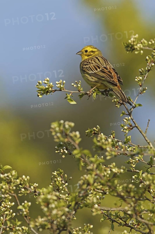 Yellowhammer (Emberiza citrinella), Rhineland-Palatinate, Germany