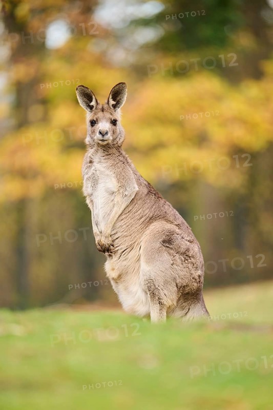 Western grey kangaroo (Macropus fuliginosus) standing on a meadow, Germany