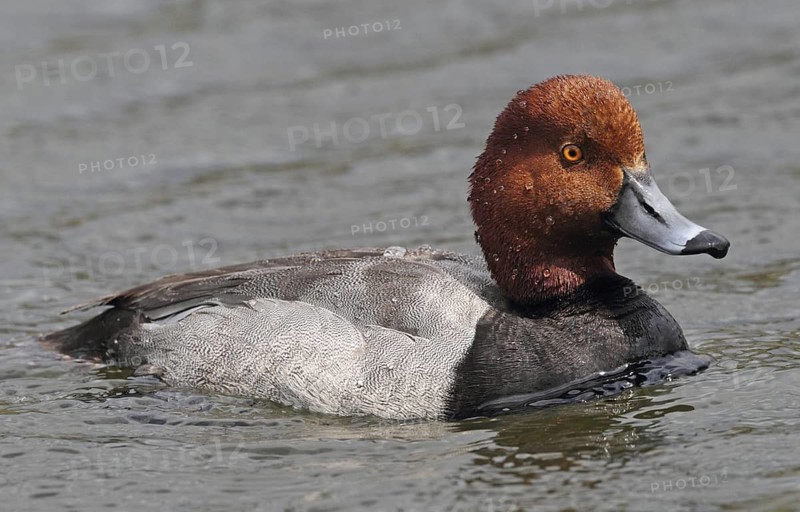 Redhead (Aythya americana) male, British Columbia, Canada