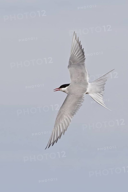 Arctic Tern (Sterna paradisaea) flying, Manitoba, Canada