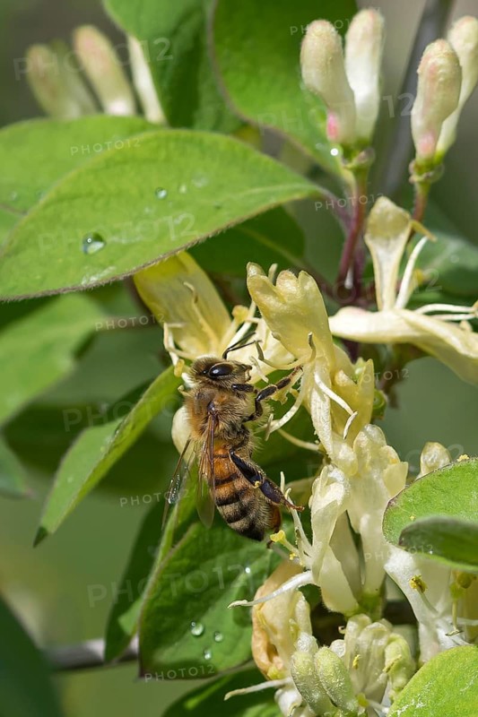 Honeysuckle (Lonicera xylosteum), Saxon State Office for the Environment, Germany