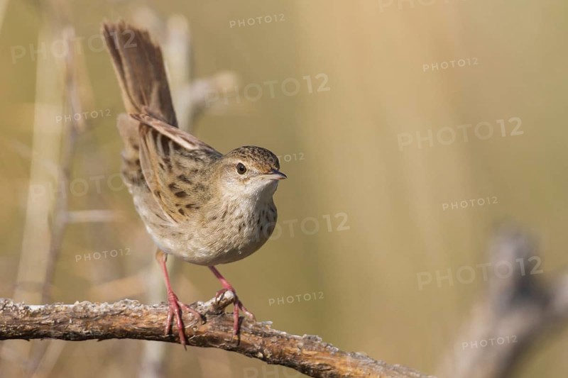 Common Grasshopper Warbler - Feldschwirl - Locustella naevia ssp. mongolicus, Kazakhstan