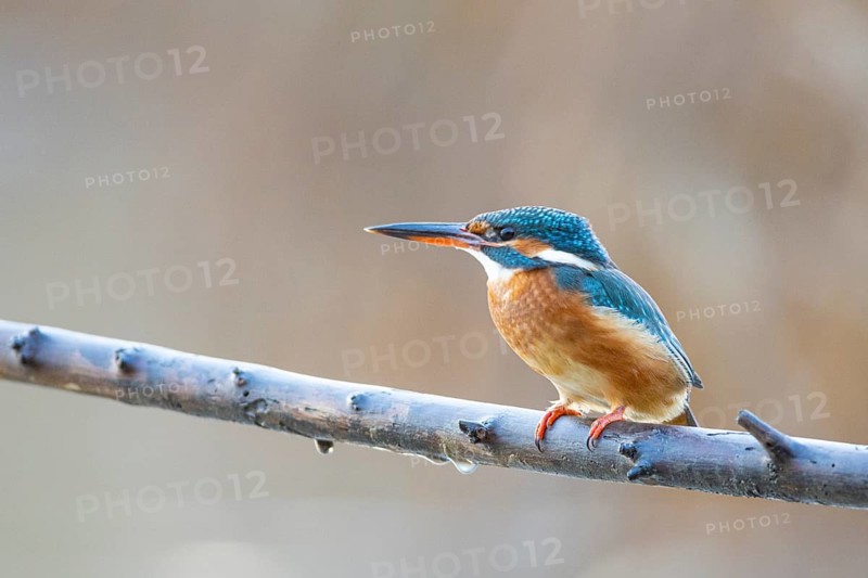 Kingfisher (Alcedo atthis) wbl Germany