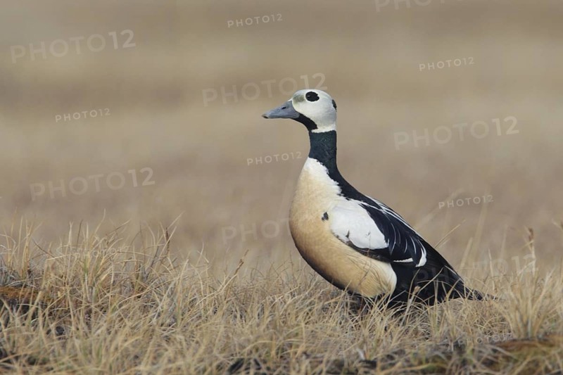 Steller's Eider (Polysticta stelleri) male, Alaska, USA