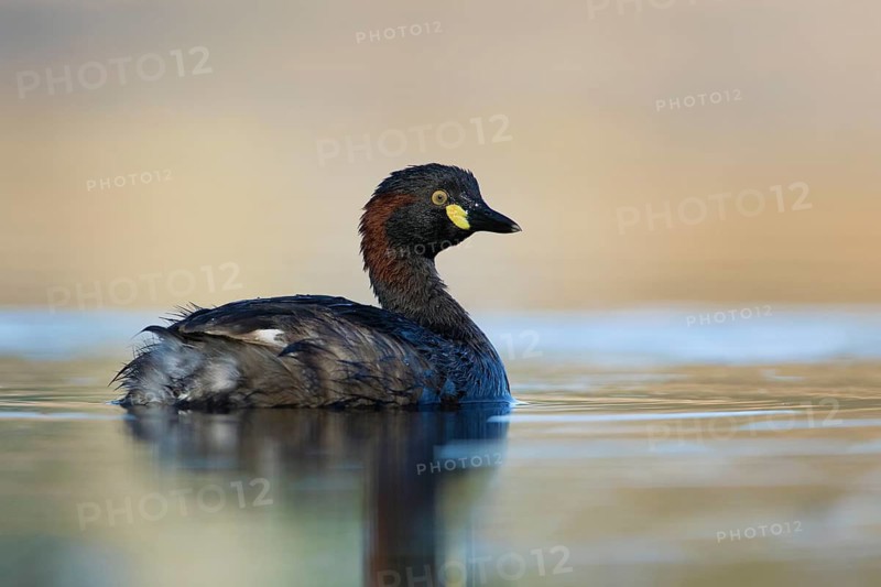 Australasian Grebe (Tachybaptus novaehollandiae), Victoria, Australia
