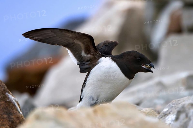 Little auk, dovekie (Alle alle) bringing pebble as nesting material to nest on top of sea cliff along the Arctic Ocean coast, Svalbard, Spitsbergen