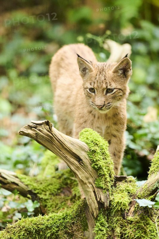 Eurasian lynx (Lynx lynx) youngster standing in a forest, Bavaria, Germany