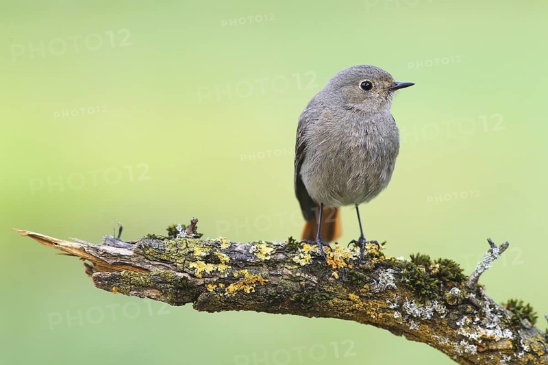 Black Redstart (Phoenicurus ochruros) female, Baden-Wuerttemberg, Germany