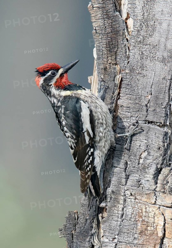 Red-naped Sapsucker (Sphyrapicus nuchalis) male climbing a tree trunk, British Columbia, Canada