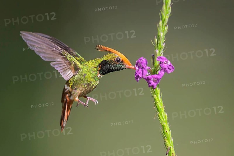 Rufous-crested Coquette (Lophornis delattrei) flying while feeding at a flower in Manu National Park, Peru