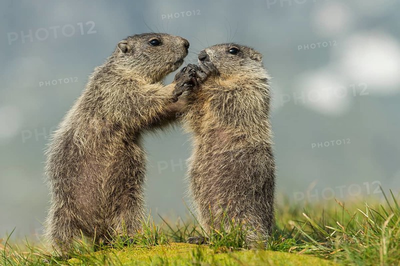 Alpine Marmot (Marmota marmota) two young playing, High Tauern National Park, Carinthia, Austria