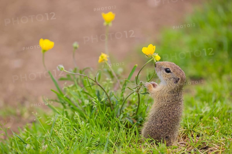 A young European ground squirrel (Spermophilus citellus) or European souslik sits in green gras next to a flowering Ranunculus