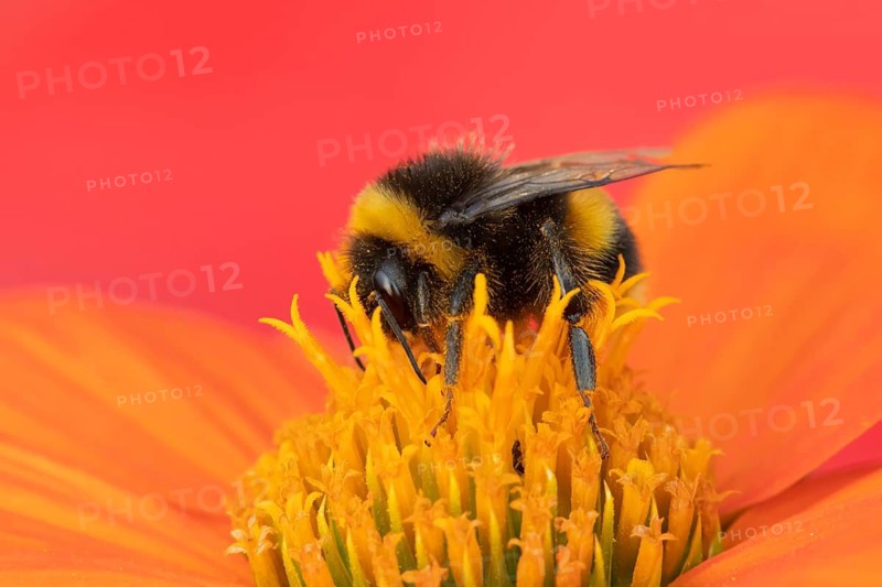 Buff tailed bumblebee (Bombus terrestris) adult bee insect feeding on a garden Mexican sunflower (Tithonia spp) flower in summer, Suffolk, England, United Kingdom