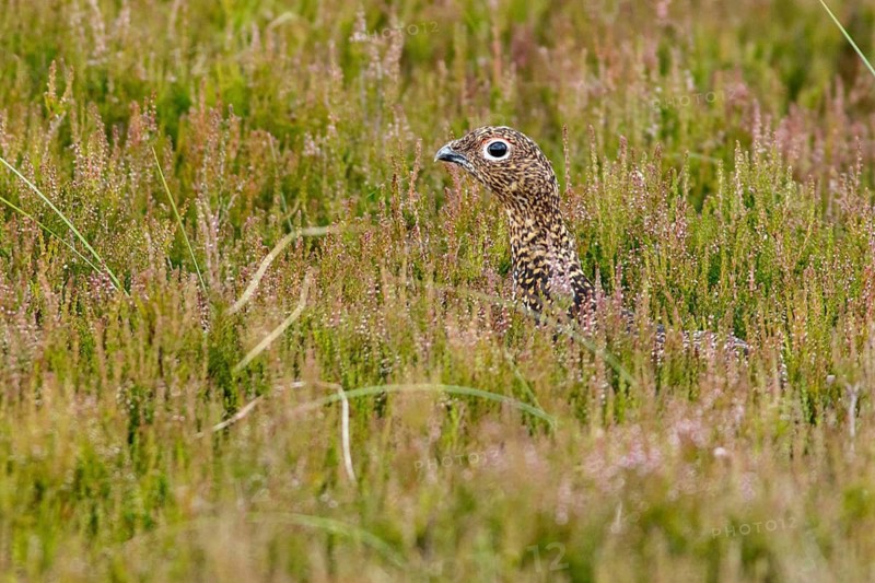 Red Grouse (Lagopus scotica), camouflaged in the grass, Scotland, United Kingdom