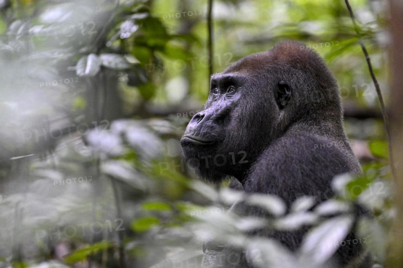 Western lowland gorilla (Gorilla gorilla gorilla), male, silverback, Baï-Hokou, Dzanga-Ndoki National Park, Unesco World Heritage Site, Dzanga-Sangha Complex of Protected Areas (DSPAC), Sangha-Mbaéré Prefecture, Central African Republic