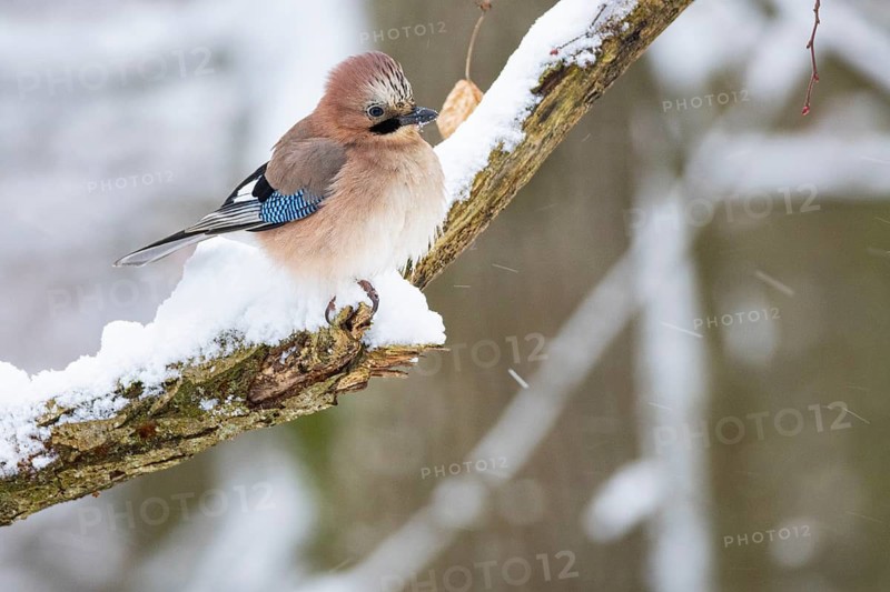 Eurasian jay /Garrulus glandarius) Germany