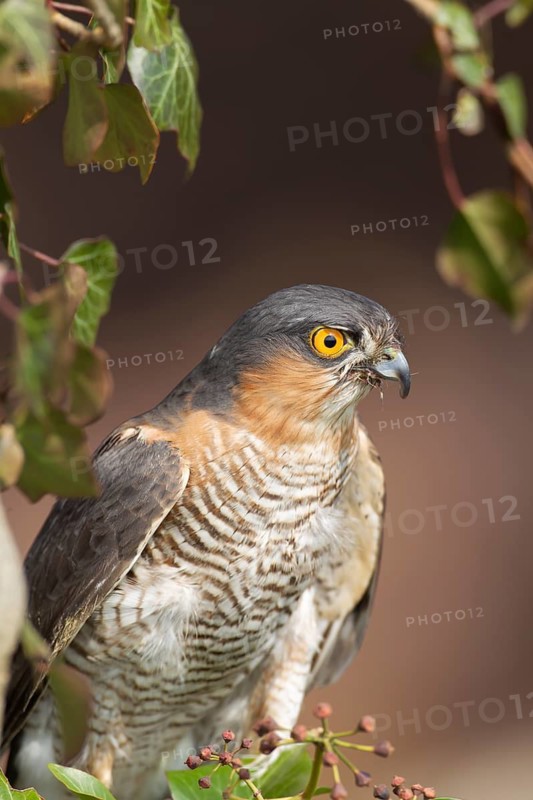 Eurasian sparrowhawk (Accipiter nisus) adult male bird portrait, England, United Kingdom
