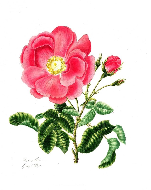 Rosa gallica, Rose, Historic rose, Rose cultivar, Illustration from 1799, Historic, digitally restored reproduction from a 19th century original, Record date not stated