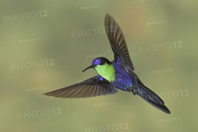 Crowned Woodnymph (Thalurania colombica), Costa Rica