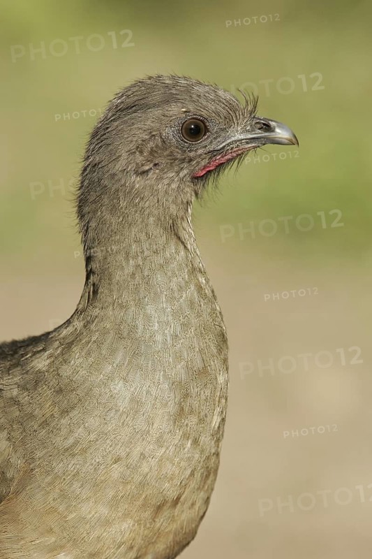 Plain Chachalaca (Ortalis vetula mccalli), Texas, USA