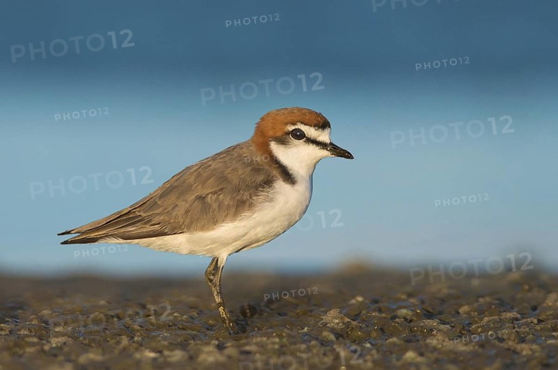Red-capped Plover (Charadrius ruficapillus) male, Northern Territory, Australia