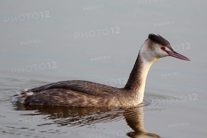 Great Crested Grebe (Podiceps cristatus), Netherlands