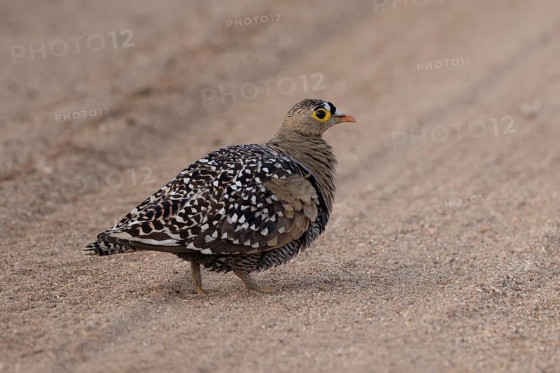 Double-banded Sandgrouse (Pterocles bicinctus) male, South Africa