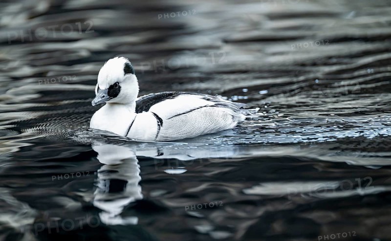 Red-breasted Merganser (Mergellus albellus), swimming in the water, Alaska, USA
