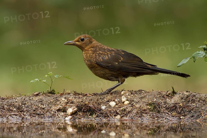 Common Blackbird (Turdus merula) juvenile, Utrecht, Netherlands