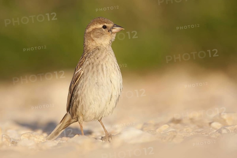 Spanish Sparrow (Passer hispaniolensis) female, Croatia