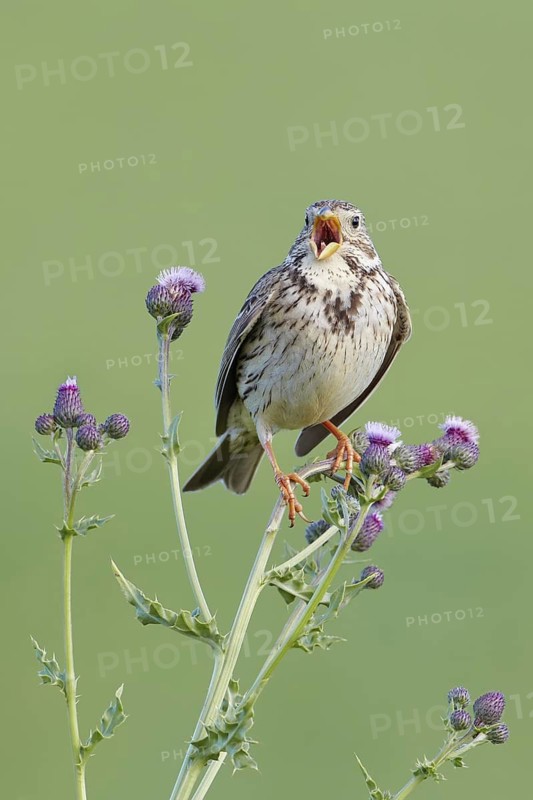 Corn Bunting (Emberiza calandra) singing, Merseyside, United Kingdom
