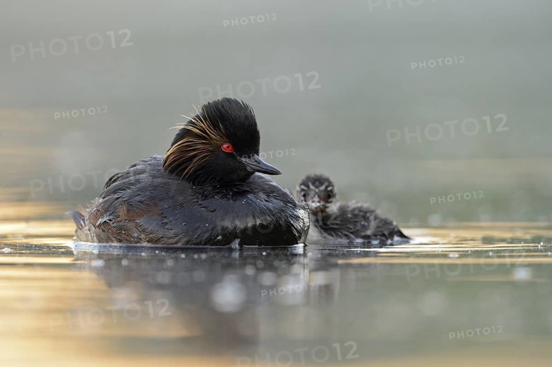 Black-necked Grebe (Podiceps nigricollis) with chick, North Rhine-Westphalia, Germany