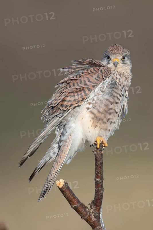 Common Kestrel (Falco tinnunculus) female perched on a branch, North Rhine-Westphalia, Germany