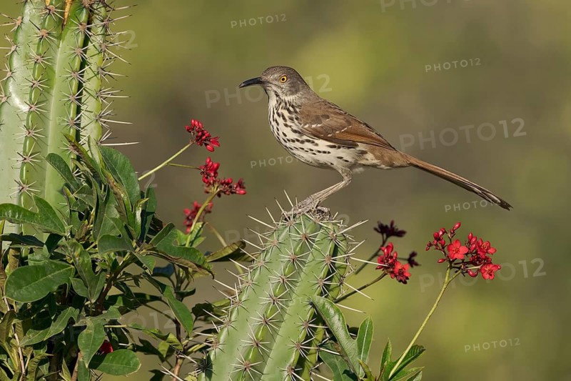 Long-billed Thrasher (Toxostoma longirostre) perched on a cactus, Texas, USA