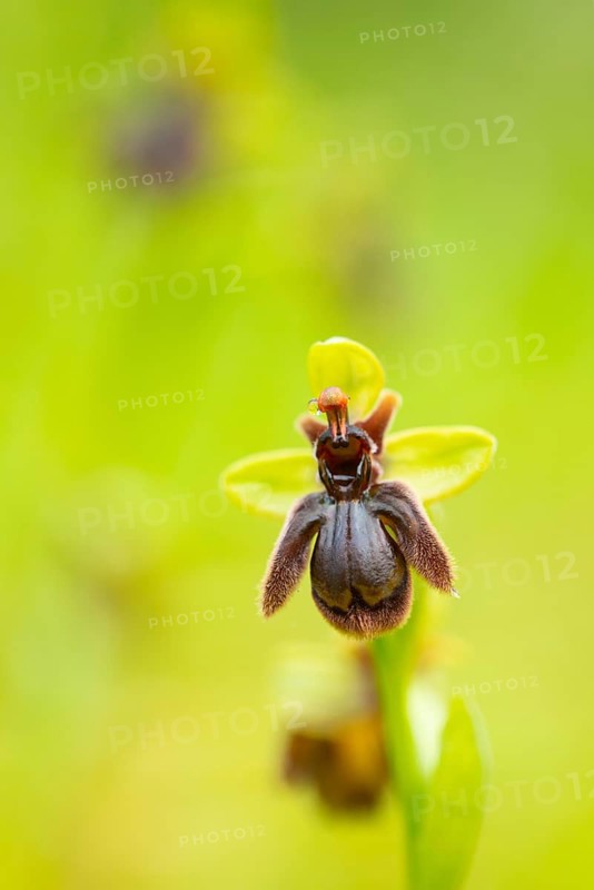 A stunning close-up image capturing the intricate details of a rare Orchid species, native to Andalusia. The photograph highlights its unique form and vivid colors against a soft green background