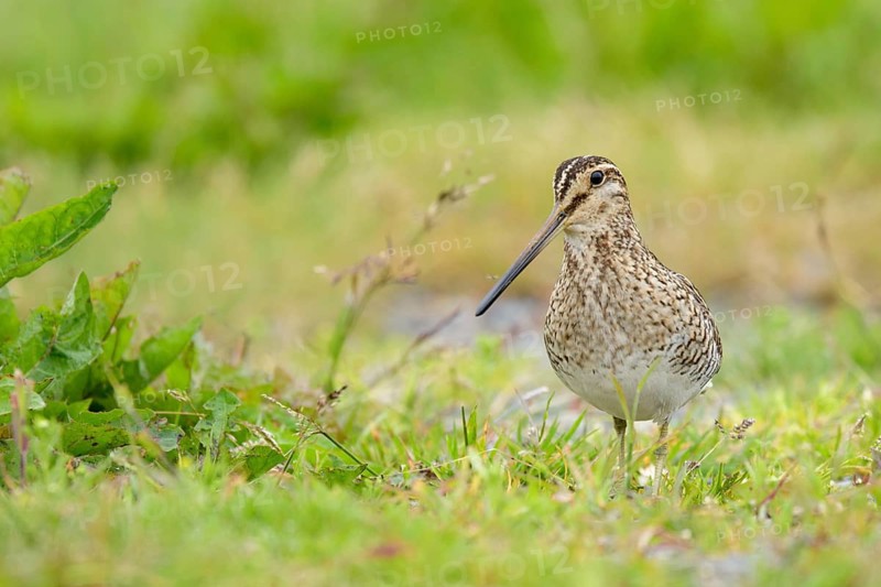 Common Snipe (Gallinago gallinago) perched on a meadow, Iceland