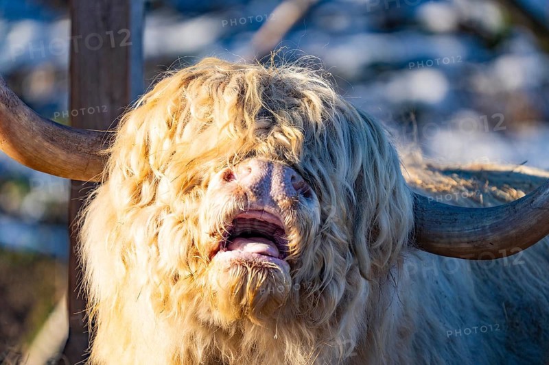 A Highland cow with a light-coloured, shaggy coat and an expressive face, Seewald, Black Forest. Germany