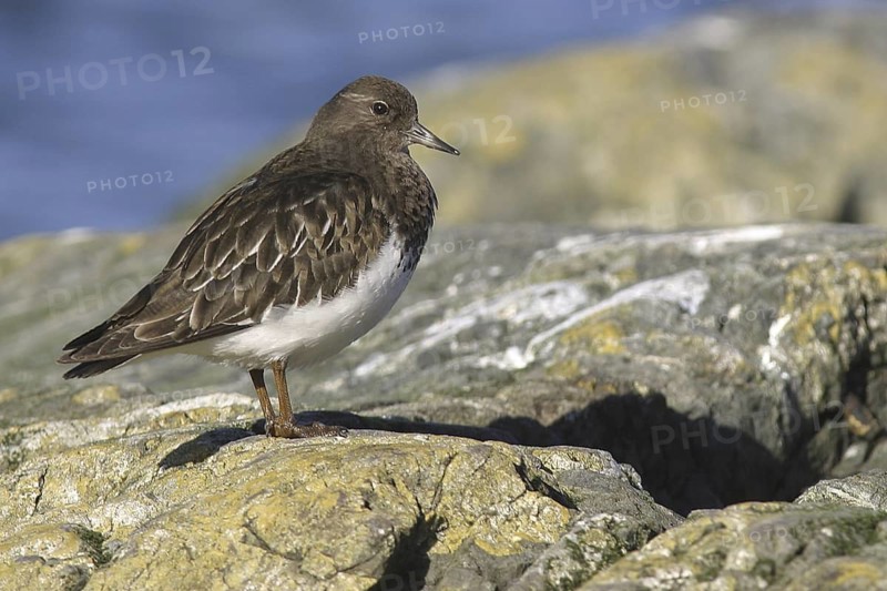Black Turnstone (Arenaria melanocephala), British Columbia, Canada