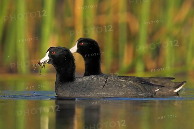 American Coot (Fulica americana), Florida, USA