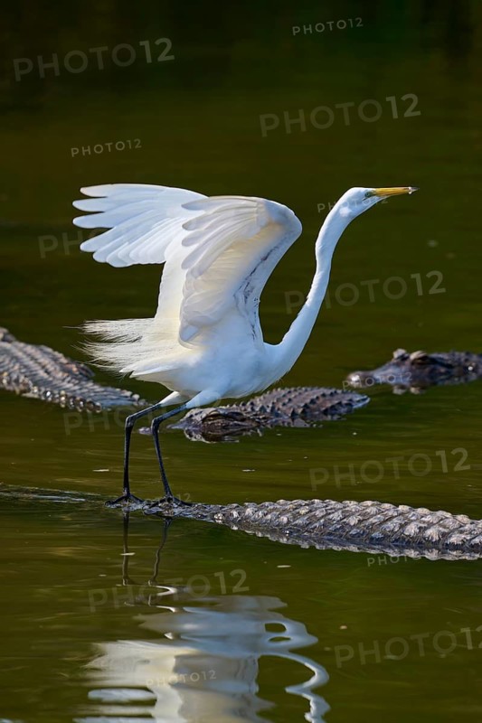 A heron spreads its wings to fly away from a crocodile, Great Egret (Egretta alba), American Alligator (Alligator mississippiensis), Orlando, Florida, USA